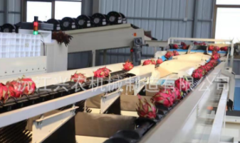 智能水果分選橙橘分選機