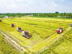 荊楚糧倉十二連豐 新時代魚米之鄉(xiāng)麥谷盈疇